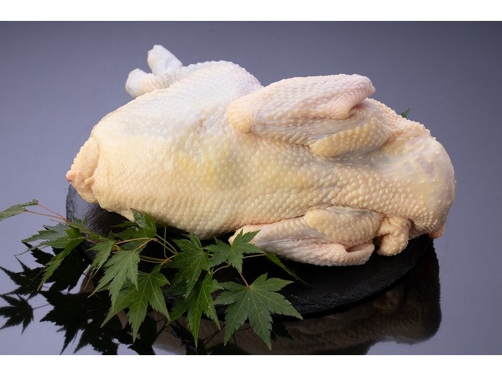 （Maru Chicken / Male）黑色Satsuma鸡肉