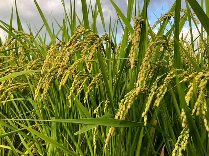 丹波産コシヒカリ特別栽培米